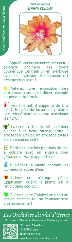 Fiche culture EPIPHYLLUM